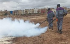 Casablanca verklaart oorlog tegen muggen