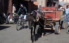 Casablanca verliest strijd tegen paardenkarren