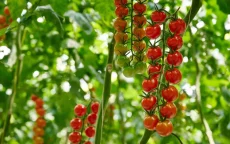 Den Berk Délice: waarom de Belgische tomatenproducent naar Marokko verhuist