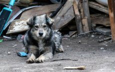 Marokkanen eisen meer rechten voor dieren