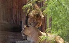 Casablanca pompt gedwongen miljoenen in dierentuin