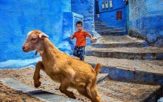 Mysterieuze geitensterfte zaait paniek in Chefchaouen