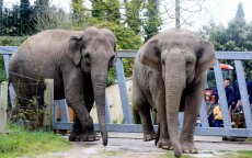 Oudere olifanten verruilen België voor warm Marokko