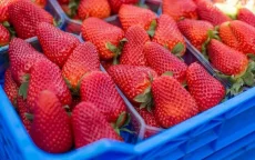 Supermarktketen verbant Marokkaanse aardbeien