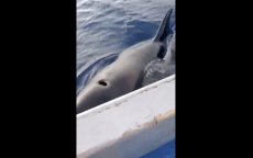 Marokkaanse vissers aangevallen door orka's bij Tanger (video)