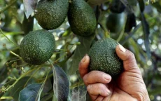 Marokko verovert Nederlandse avocadomarkt