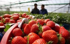 Marokkaans rode vruchten binnenkort in Chinese winkels