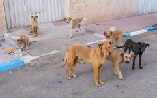 Groepen zwerfhonden richten ravage aan in Marokko (video)