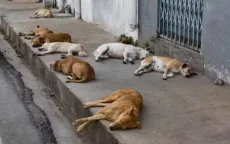 Overlast zwerfhonden Marrakech blijft ondanks miljoenensubsidie