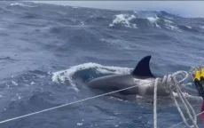 Op zoek naar White Gladis, orka boten aanvalt voor Marokkaanse kust (video)