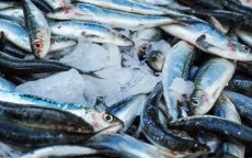 Rusland blokkeert import Marokkaanse sardines