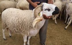 Eid ul-Adha: Marokkanen besteden een derde van jaarinkomen aan schaap