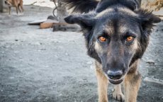 Toerist in ziekenhuis na aanval door zwerfhond in Tanger