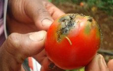 Marokkaanse tomatenoogst bedreigd door vraatzuchtige mot