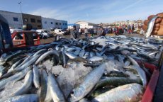 Marokkaanse visserijsector krimpt, Al Hoceima vormt uitzondering
