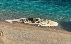 Gigantische walvis spoelt aan op strand Driouch