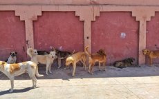 Kind in Marrakech aan hondsdolheid overleden