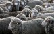 Marokko importeert "goedkope" schapen uit Spanje