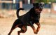 Nouha (16) door agressieve rottweiler aangevallen op Antwerpse kermis