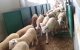 Eid ul-Adha: Marokkanen dol op Spaanse schapen