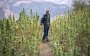 Bijna 3000 vergunningen voor legale cannabis in Marokko