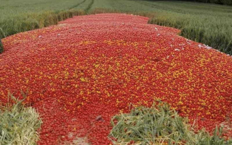 Marokkaanse boeren vernietigen gedwongen oogst